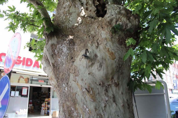 Foto - Asırlık çınar ağacının hikayesi duyanların yüreğini dağlıyor