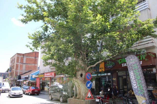 Foto - Asırlık çınar ağacının hikayesi duyanların yüreğini dağlıyor