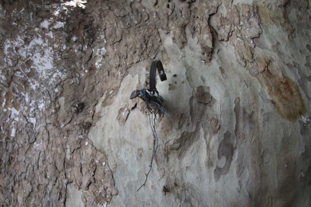 Foto - Asırlık çınar ağacının hikayesi duyanların yüreğini dağlıyor