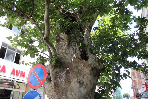 Foto - Asırlık çınar ağacının hikayesi duyanların yüreğini dağlıyor