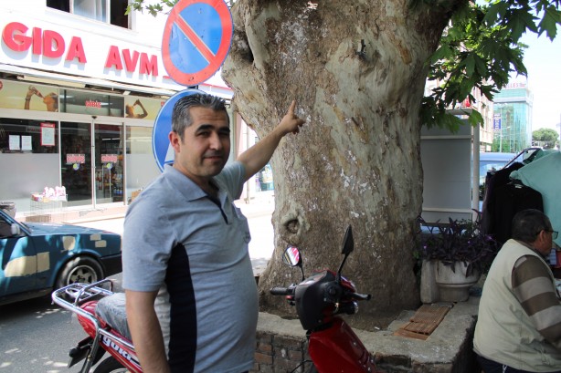 Foto - Asırlık çınar ağacının hikayesi duyanların yüreğini dağlıyor