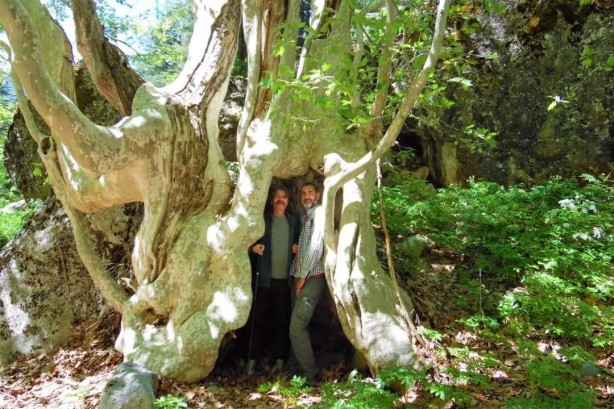 Foto - Asırlık çınar görenleri hayrete düşürüyor