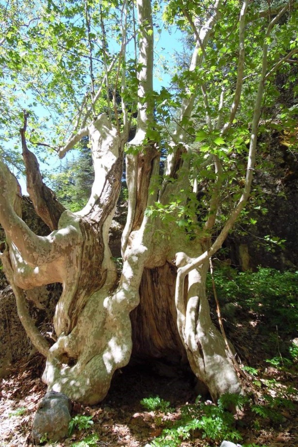 Foto - Asırlık çınar görenleri hayrete düşürüyor