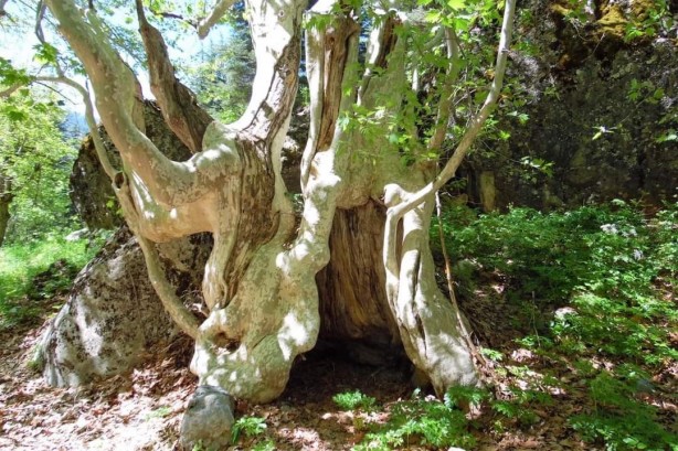 Asırlık çınar görenleri hayrete düşürüyor