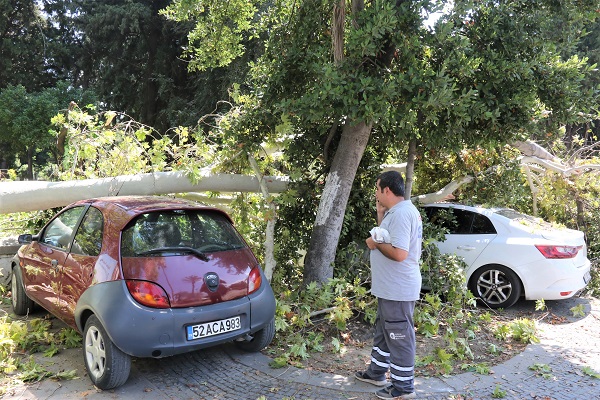 Foto - Asırlık çınar hasara yol açtı
