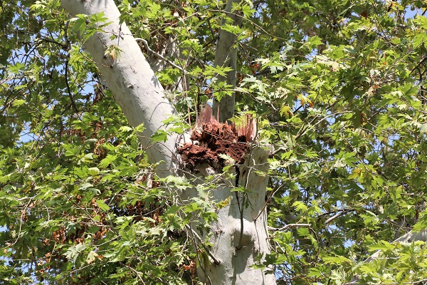 Foto - Asırlık çınar hasara yol açtı