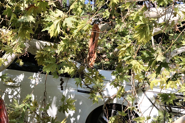 Asırlık çınar hasara yol açtı