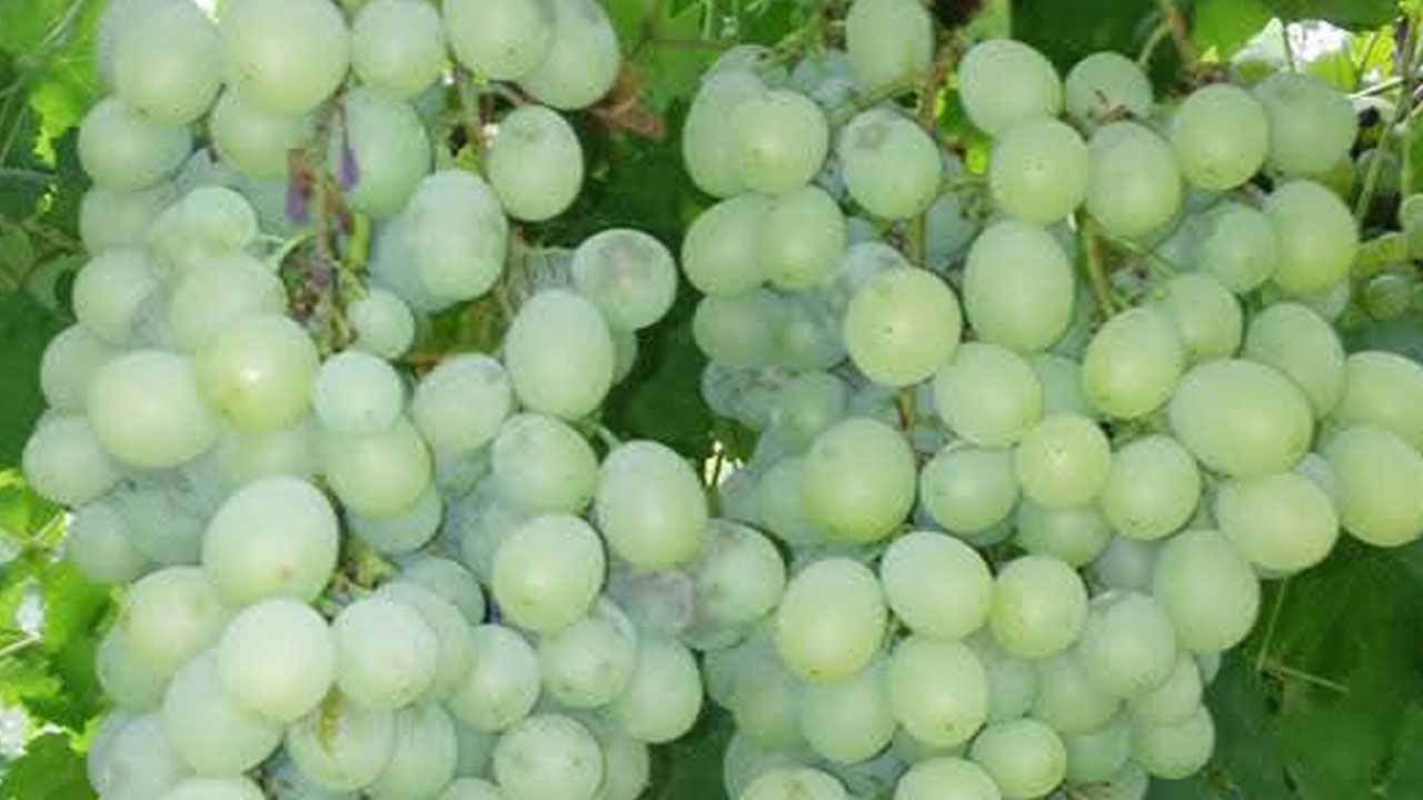 Foto - Asırlık gelenek sürüyor! Bu pekmezin sırrı külden geliyor