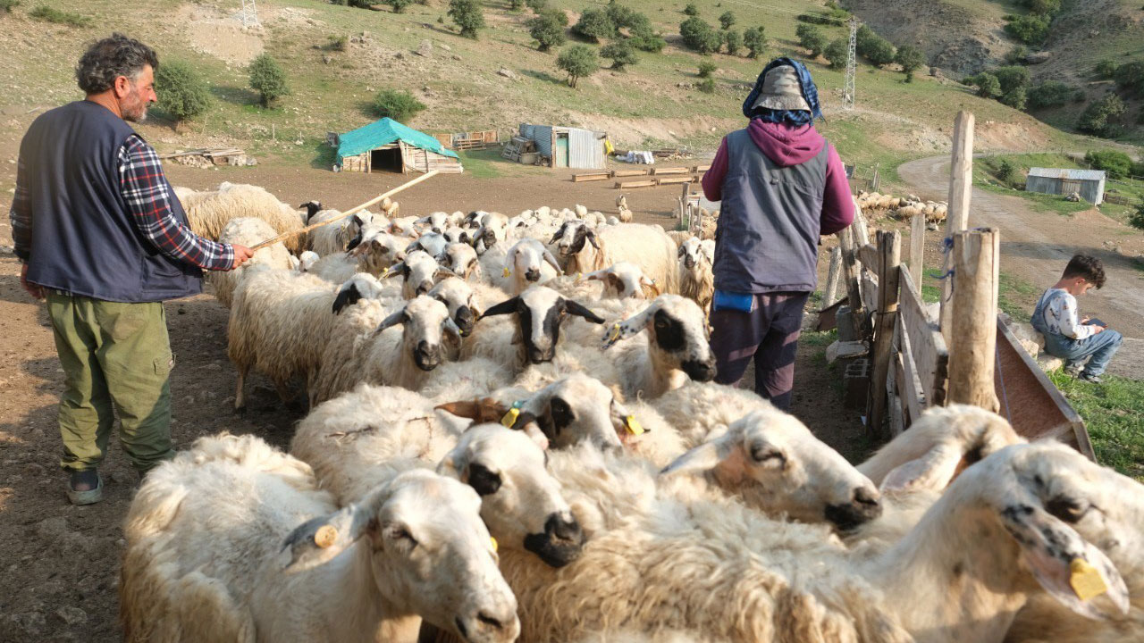 Foto - Asırlık gelenek yaylalarda sürüyor! Tulum peynirinin sofralara yolculuğu başladı