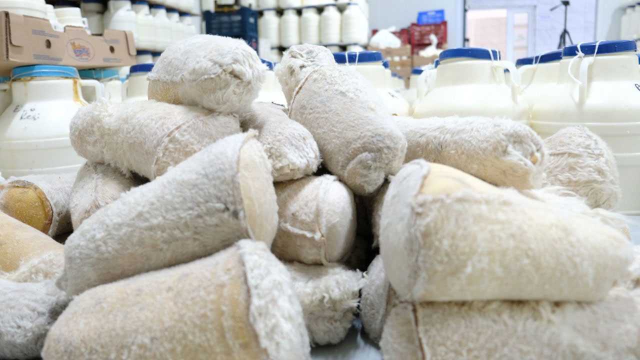 Asırlık gelenek yaylalarda sürüyor! Tulum peynirinin sofralara yolculuğu başladı