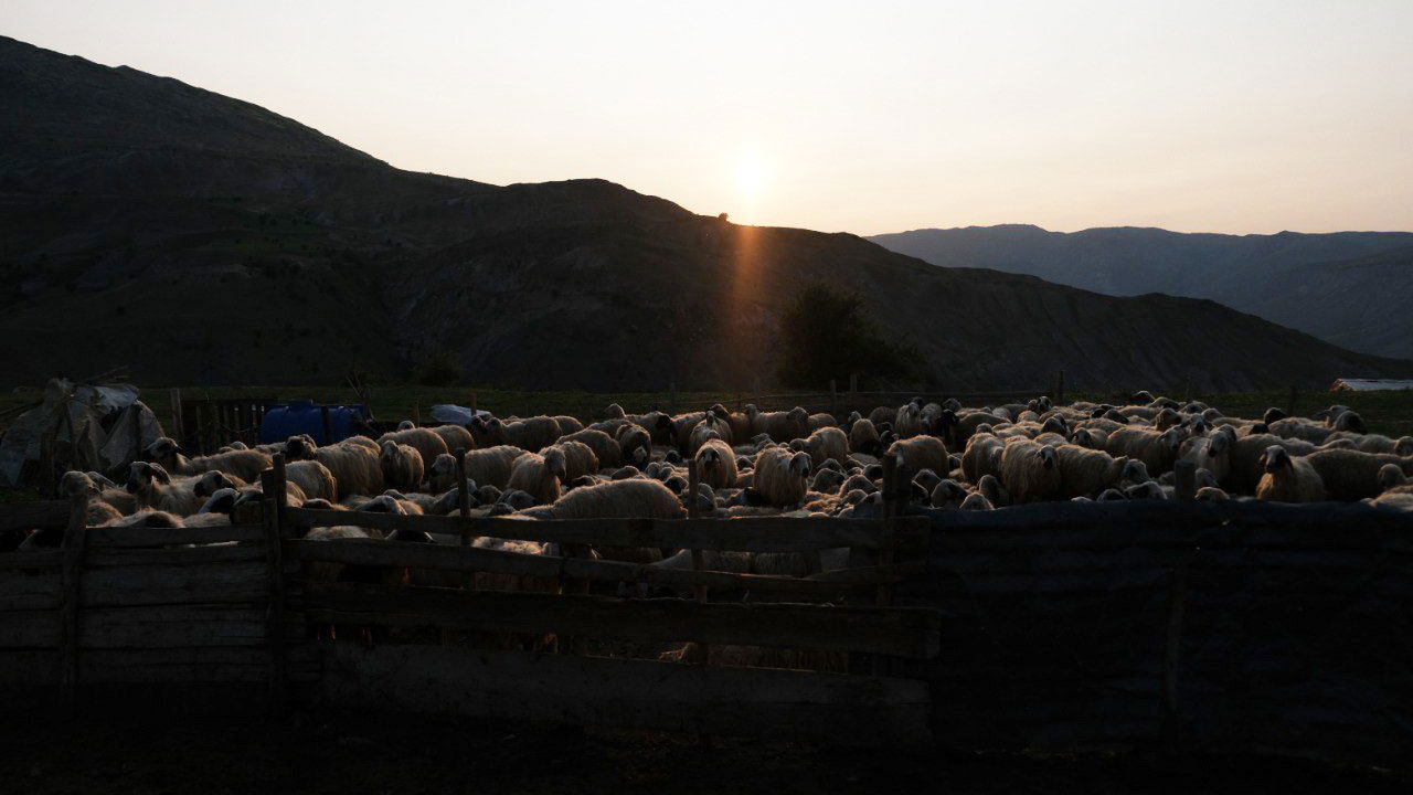 Foto - Asırlık gelenek yaylalarda sürüyor! Tulum peynirinin sofralara yolculuğu başladı