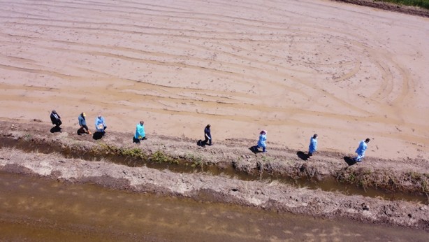Foto - Aşısını çeltik tarlasında oldu