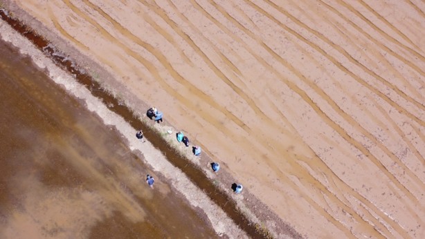 Foto - Aşısını çeltik tarlasında oldu