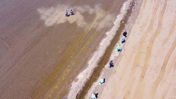 Foto - Aşısını çeltik tarlasında oldu