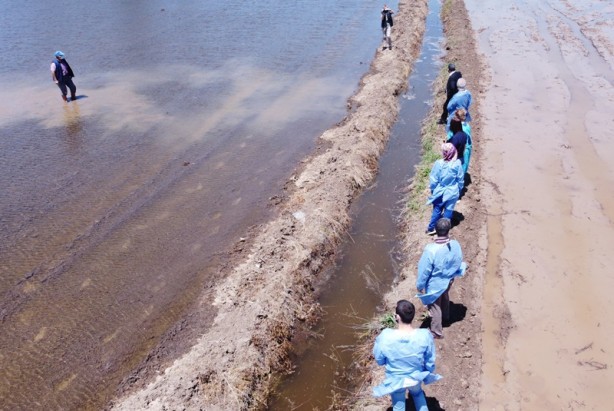 Foto - Aşısını çeltik tarlasında oldu