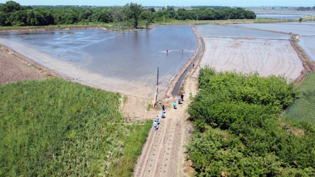Foto - Aşısını çeltik tarlasında oldu
