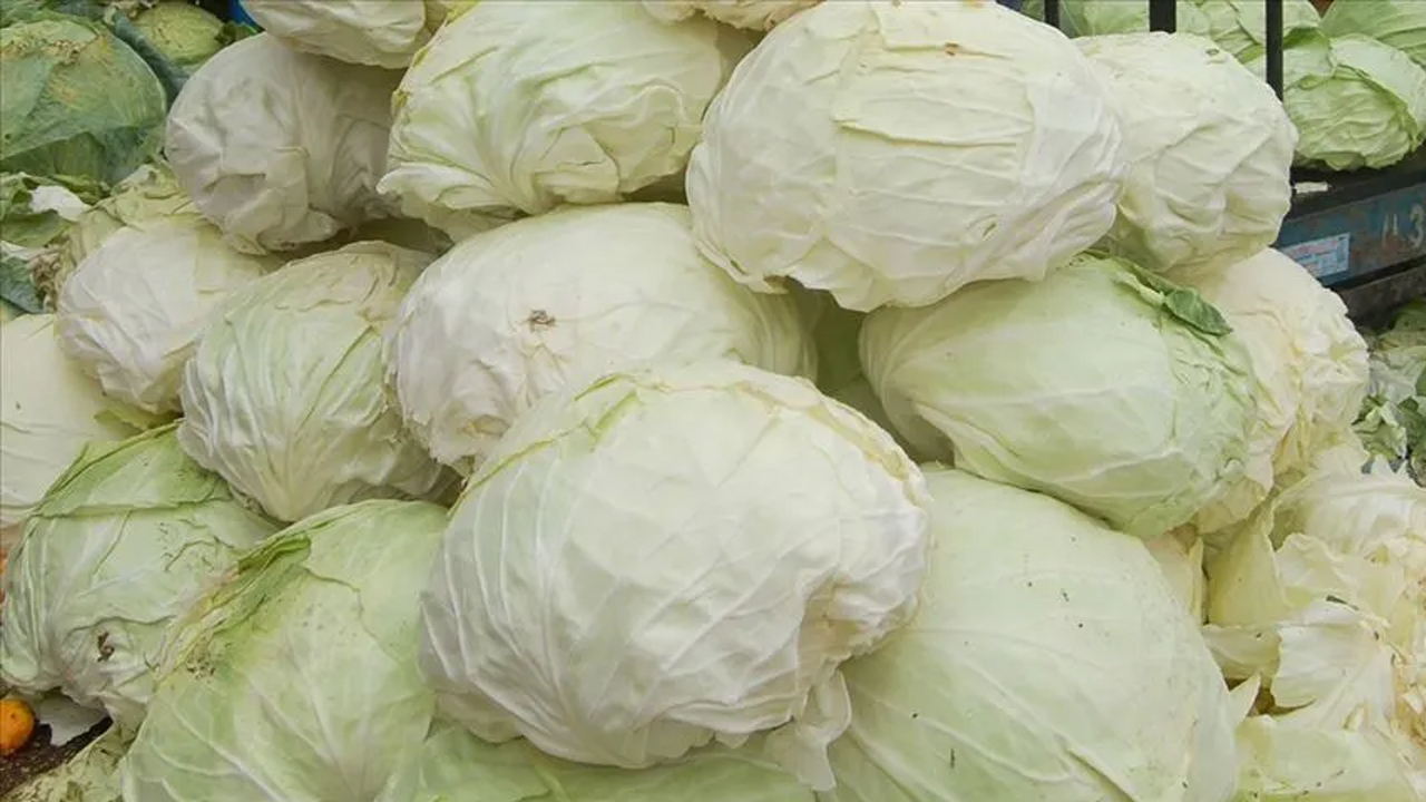 Foto - Asla dağılmayacak! İşte kalem gibi lahana sarması yapmanın sırrı