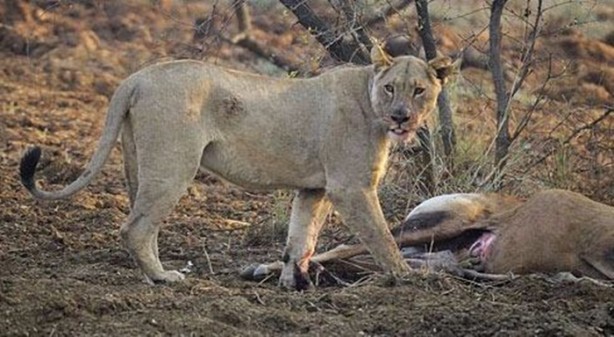 Foto - Aslan hamile bufaloya bakın ne yaptı!