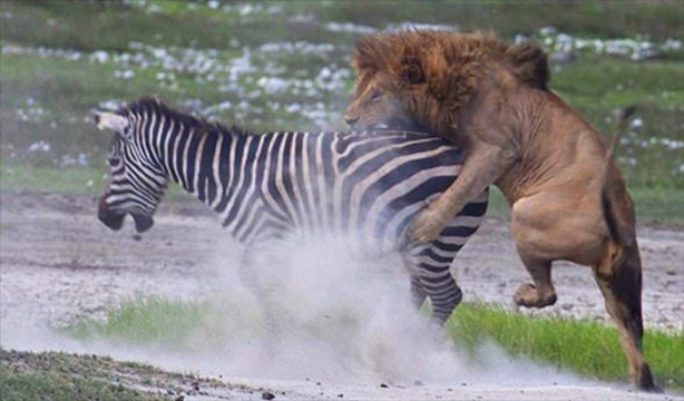 Foto - Aslan hamile bufaloya bakın ne yaptı!