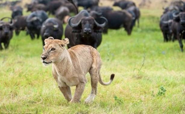 Foto - Aslan hamile bufaloya bakın ne yaptı!