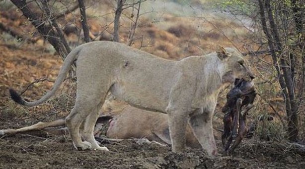 Foto - Aslan hamile bufaloya bakın ne yaptı!