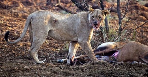 Foto - Aslan hamile bufaloya bakın ne yaptı!