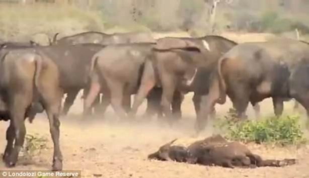 Foto - Aslan hamile bufaloya bakın ne yaptı!