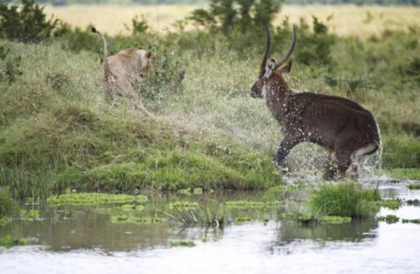 Foto - Aslan hamile bufaloya bakın ne yaptı!