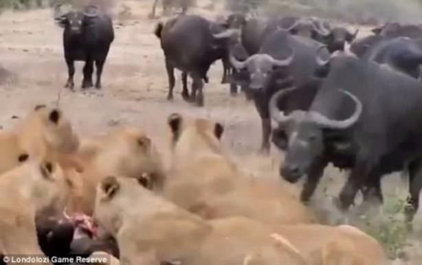 Foto - Aslan hamile bufaloya bakın ne yaptı!