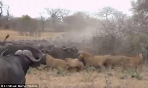 Foto - Aslan hamile bufaloya bakın ne yaptı!