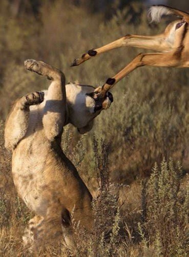 Foto - Aslan hamile bufaloya bakın ne yaptı!