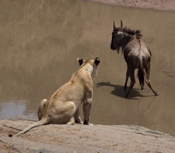 Foto - Aslan hamile bufaloya bakın ne yaptı!