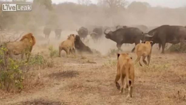 Foto - Aslan hamile bufaloya bakın ne yaptı!