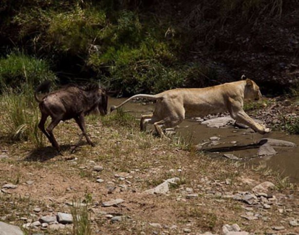 Foto - Aslan hamile bufaloya bakın ne yaptı!