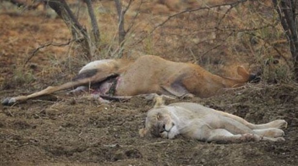 Foto - Aslan hamile bufaloya bakın ne yaptı!