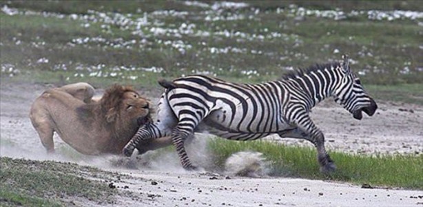Foto - Aslan hamile bufaloya bakın ne yaptı!