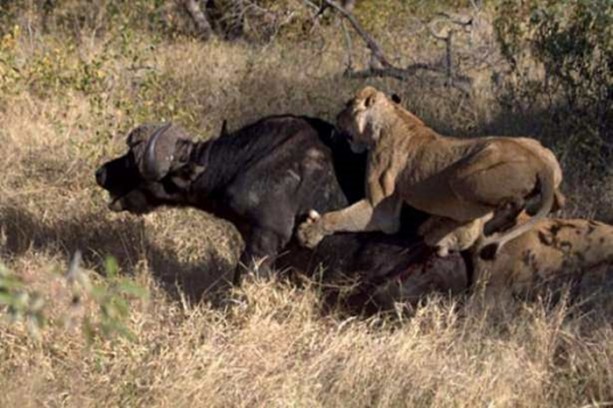 Foto - Aslan hamile bufaloya bakın ne yaptı!