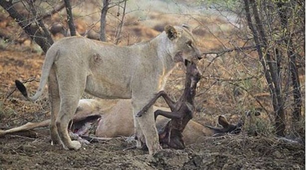 Foto - Aslan hamile bufaloya bakın ne yaptı!