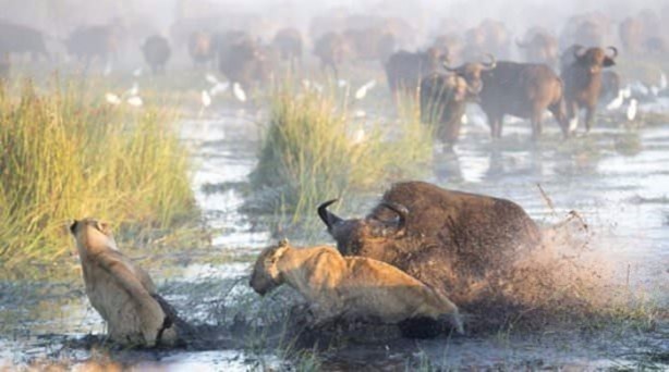 Foto - Aslan hamile bufaloya bakın ne yaptı!