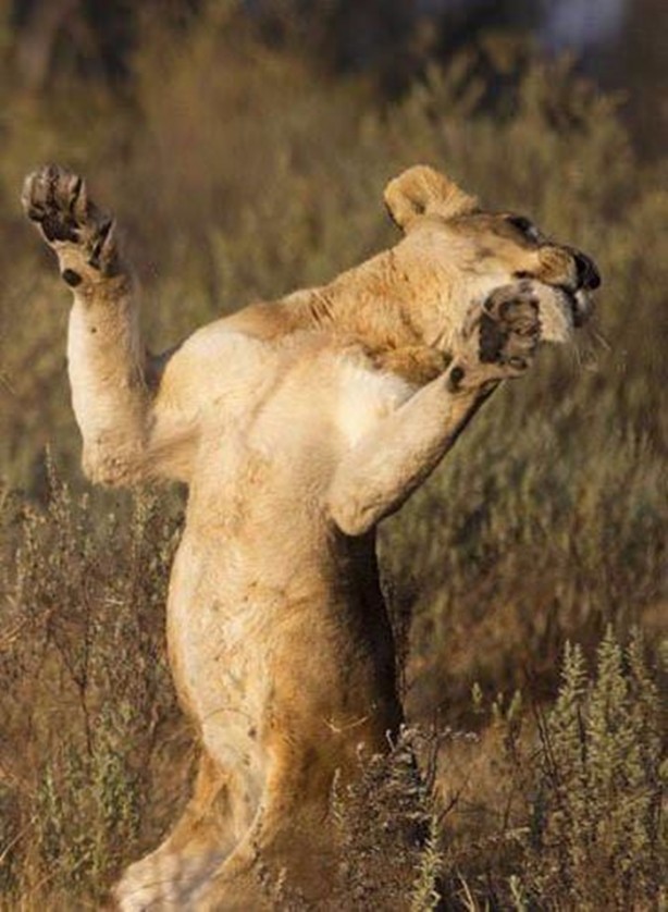 Foto - Aslan hamile bufaloya bakın ne yaptı!