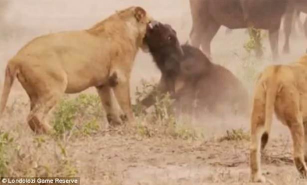 Foto - Aslan hamile bufaloya bakın ne yaptı!