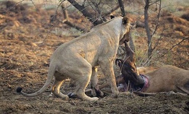 Foto - Aslan hamile bufaloya bakın ne yaptı!