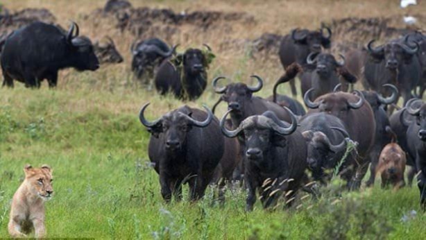 Foto - Aslan hamile bufaloya bakın ne yaptı!