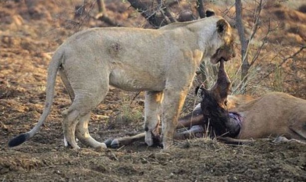 Foto - Aslan hamile bufaloya bakın ne yaptı!