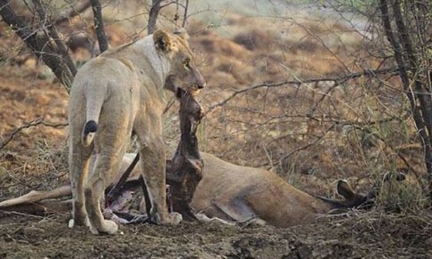 Foto - Aslan hamile bufaloya bakın ne yaptı!