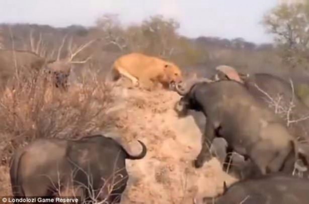 Foto - Aslan hamile bufaloya bakın ne yaptı!