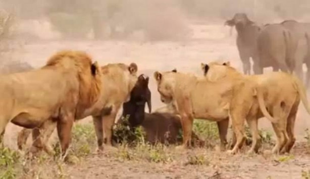 Foto - Aslan hamile bufaloya bakın ne yaptı!