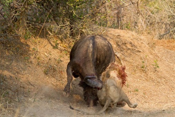 Foto - Aslan karizmasını çok fena çizdirdi!
