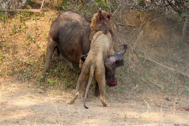 Foto - Aslan karizmasını çok fena çizdirdi!