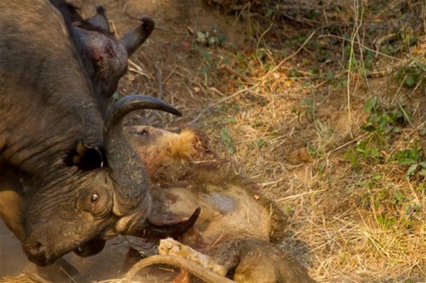 Foto - Aslan karizmasını çok fena çizdirdi!